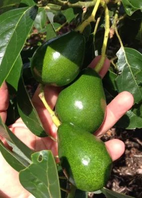 Avocado 'Poncho' (Persia americana)